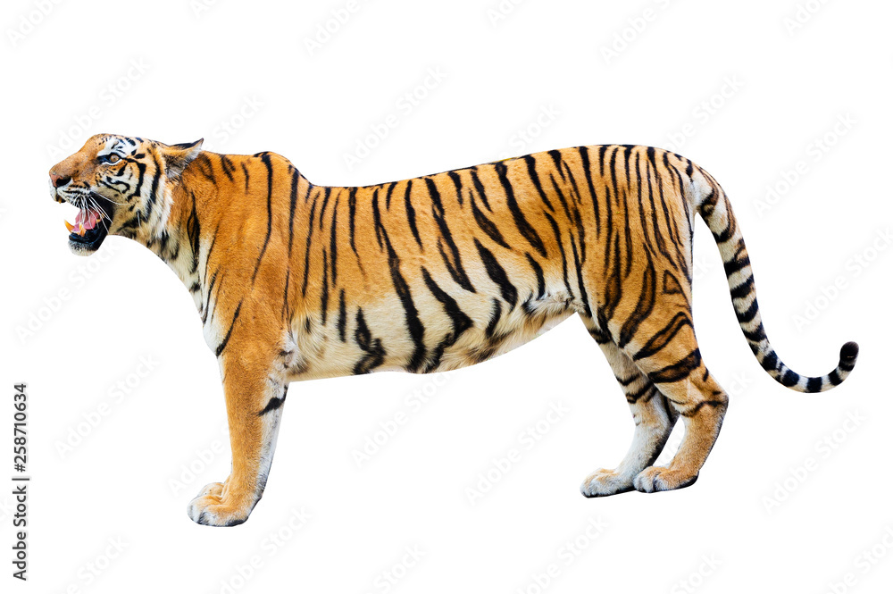 Obraz premium tiger White background Isolate full body