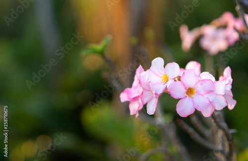 white flower on green nature background © domonite