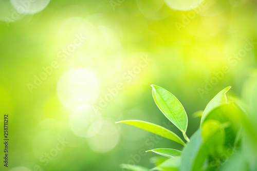 Green nature background. Closeup view of green leaf with beauty bokeh under sunlight for natural and freshness wallpaper concept © Hopeful Studio