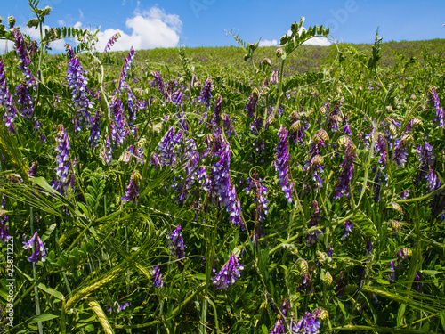 Alfalfa - Purple white field clover