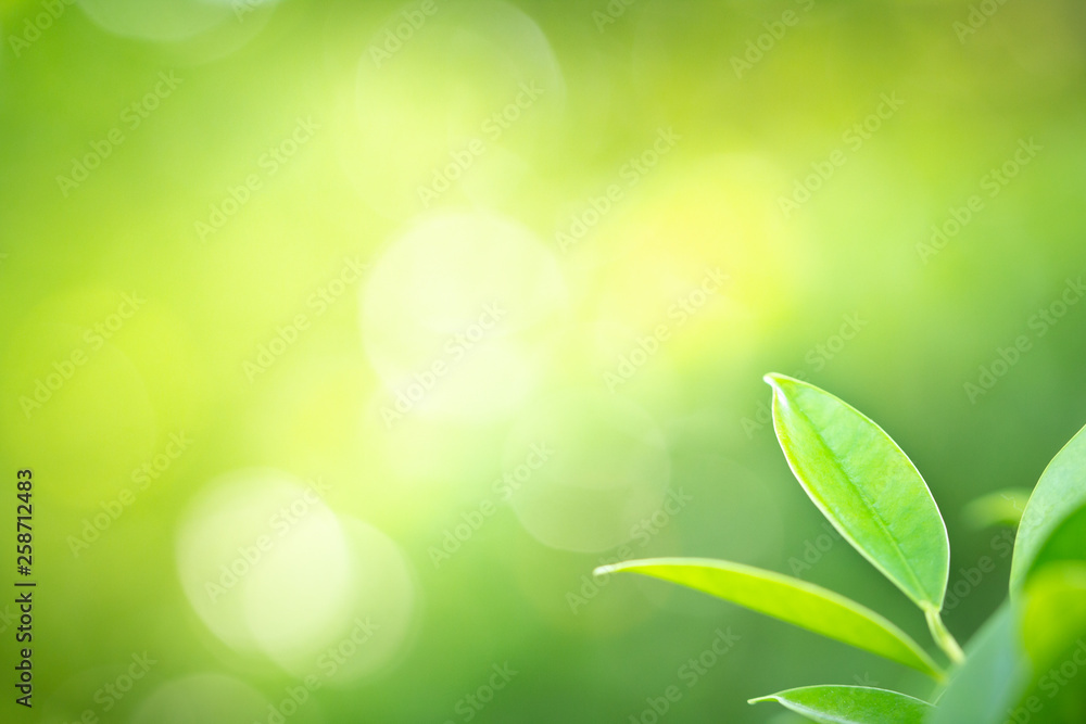 Green nature background. Closeup view of green leaf with beauty bokeh under sunlight for natural and freshness wallpaper concept