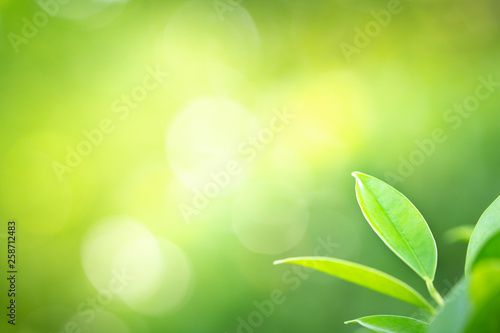 Green nature background. Closeup view of green leaf with beauty bokeh under sunlight for natural and freshness wallpaper concept © Hopeful Studio