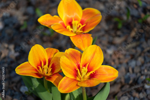 Tulpe - Tulip