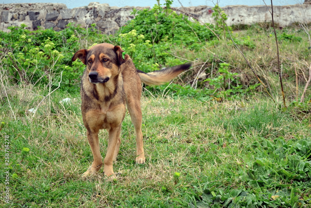 dog in the park