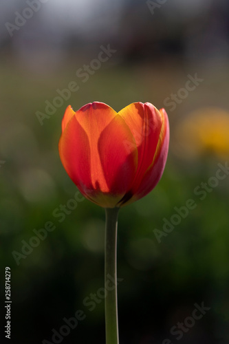 Tulipani italiani ad arese il centro