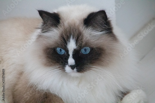 Ragdollkatze - Katzen  photo