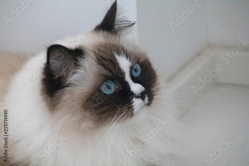 Ragdollkatze - Katzen  photo