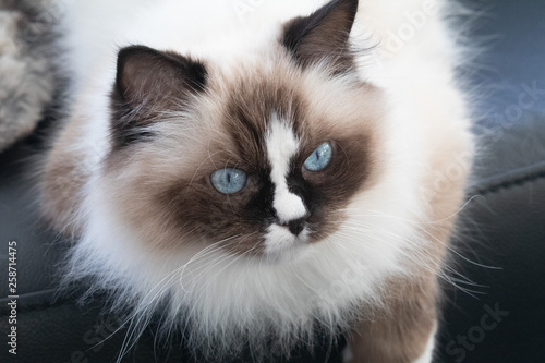 Ragdollkatze - Katzen  photo