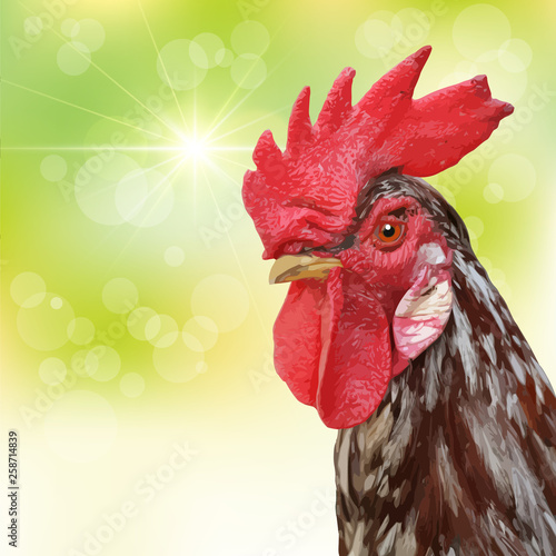 Rooster portrait