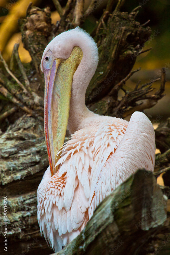 Obraz premium Rosapelikan (Pelecanus onocrotalus)