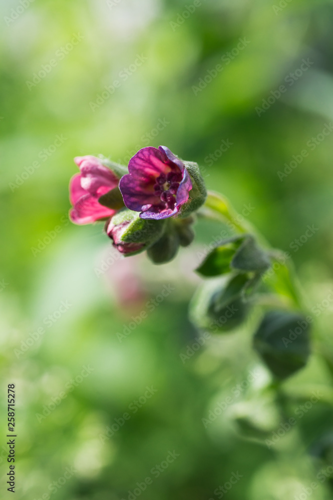 Red littel flower on green leaves background. Close up Red littel flower on green leaves background. Close up