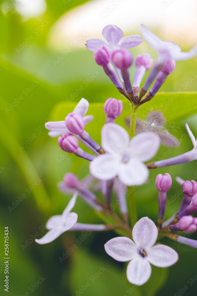 A branch of blooming lilac on a background of green leaves