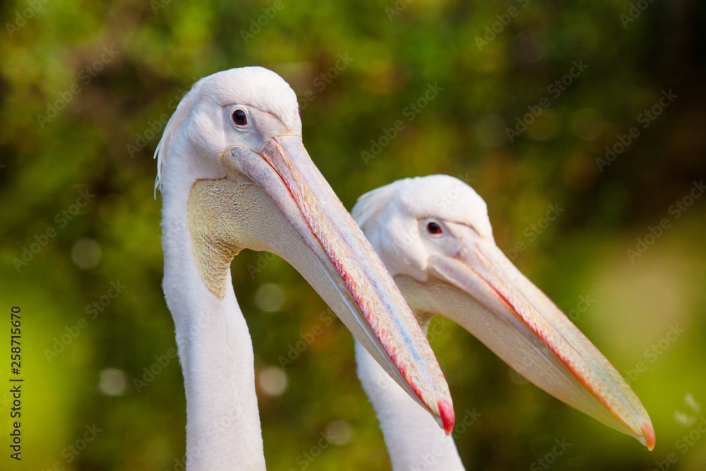 Rosapelikan (Pelecanus onocrotalus) Rosapelikan (Pelecanus onocrotalus)