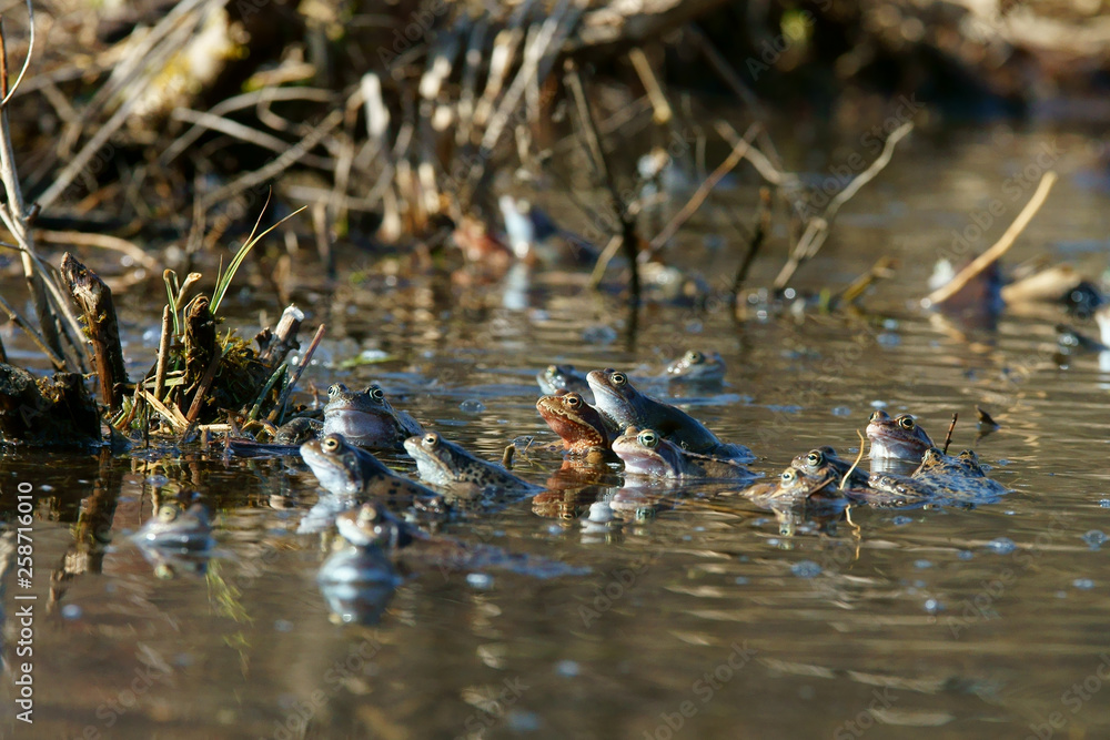 Brown frogs in the water during the spring mating season Brown frogs in the water during the spring mating season