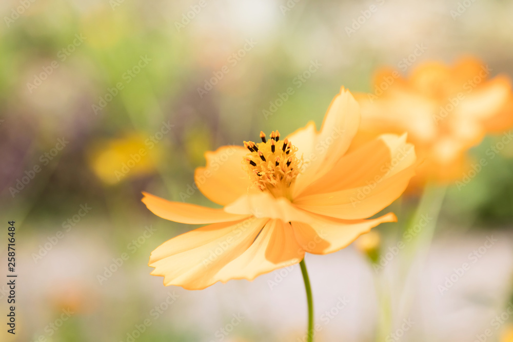 Yellow Cosmos flower blooming in the field. Sulfur cosmos with green garden background (Cosmos sulphureous). Yellow Cosmos flower blooming in the field. Sulfur cosmos with green garden background (Cosmos sulphureous).