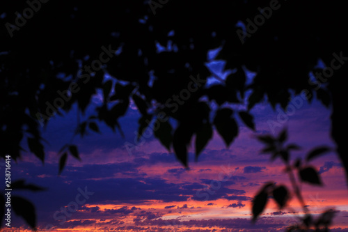 Colorful sunset with clouds and tree branches silhouettes