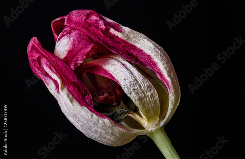 Tulipan, zblizenie na platki, glowka, bez lodygi. Macro. photo