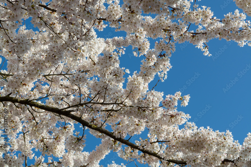 Spring blossom of Japanese white sakura tree Spring blossom of Japanese white sakura tree