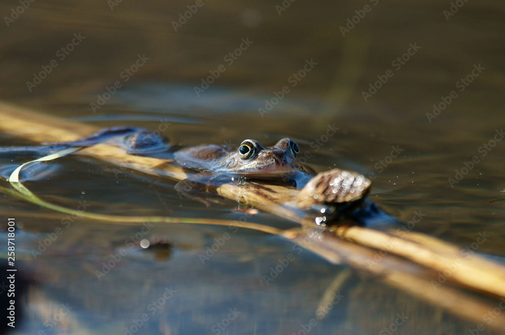 Brown frogs in the water during the spring mating season