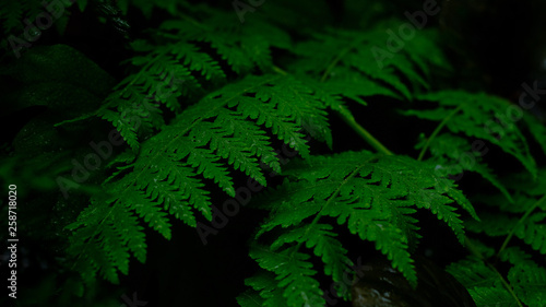 Fototapeta Naklejka Na Ścianę i Meble -  Green fern in black background