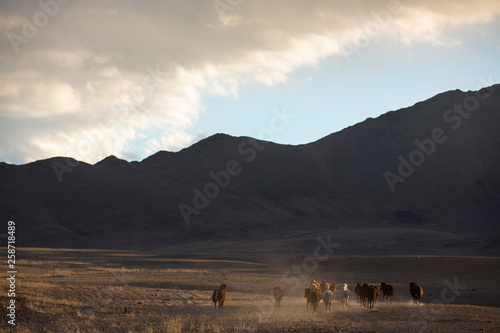 horses running in a landscape of western mongolia