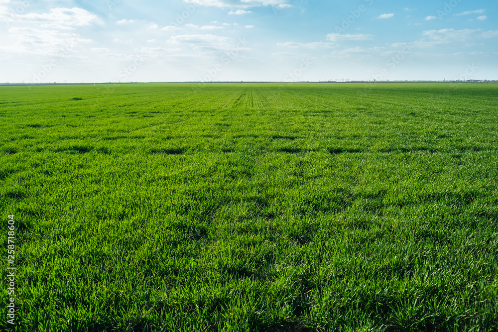 Naklejka premium Agriculture field plants harvest green grass landscape with clouds