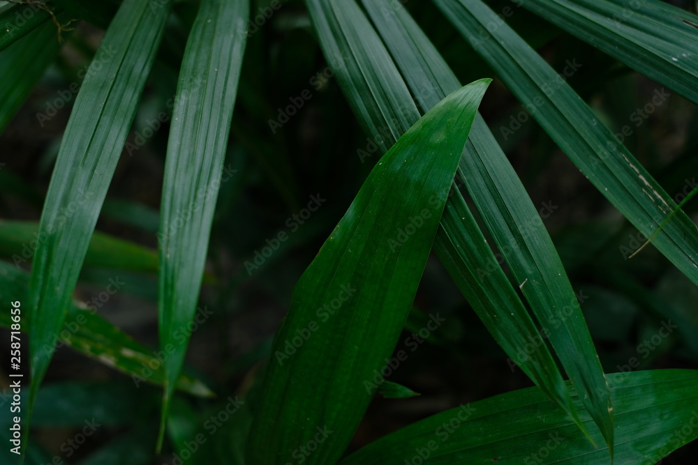 Obraz premium Green leaves with black background