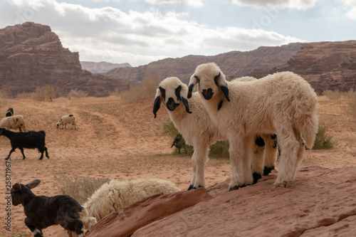 Fototapeta Naklejka Na Ścianę i Meble -  Wadi Rum, Jordanian desert landscape.