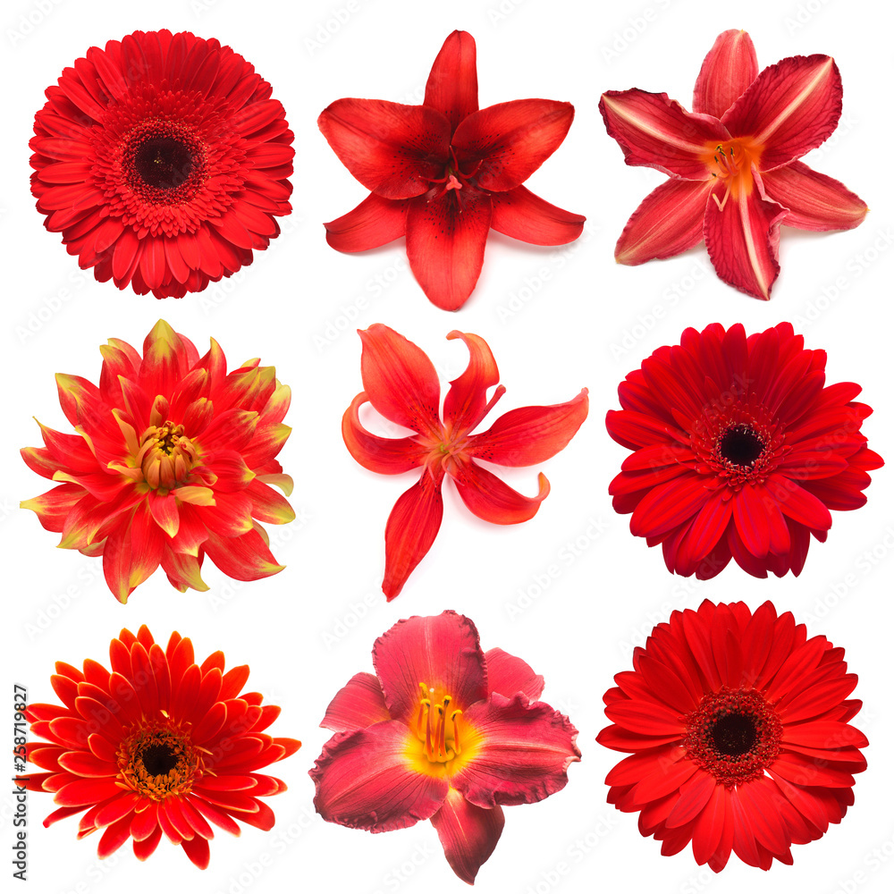 Collection red flowers head of dahlia, rose, daisy, lily, gerbera, chrysanthemum isolated on white background. Beautiful floral delicate composition. Flat lay, top view Collection red flowers head of dahlia, rose, daisy, lily, gerbera, chrysanthemum isolated on white background. Beautiful floral delicate composition. Flat lay, top view