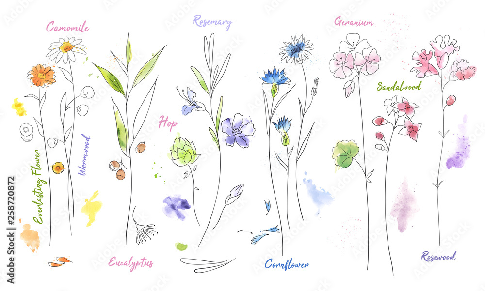 Wildflowers hand drawn watercolor illustration set. Plants vector sketch. - obrazy, fototapety, plakaty 