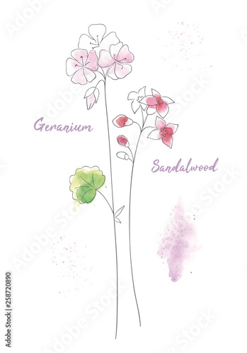 Wildflowers sandal hand drawn watercolor illustration. Sandalwood aquarelle paint drawing.