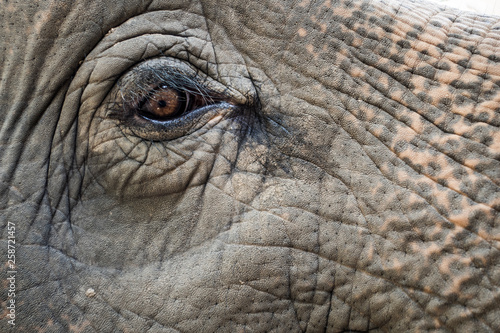 elephant eye