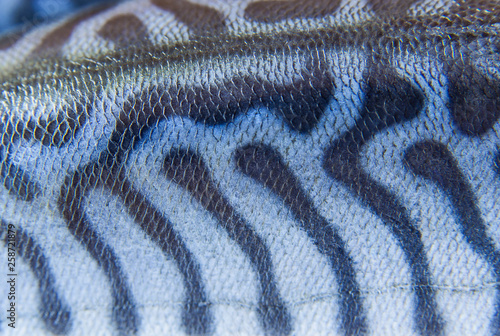 Coloring of skin mackerel fish close up