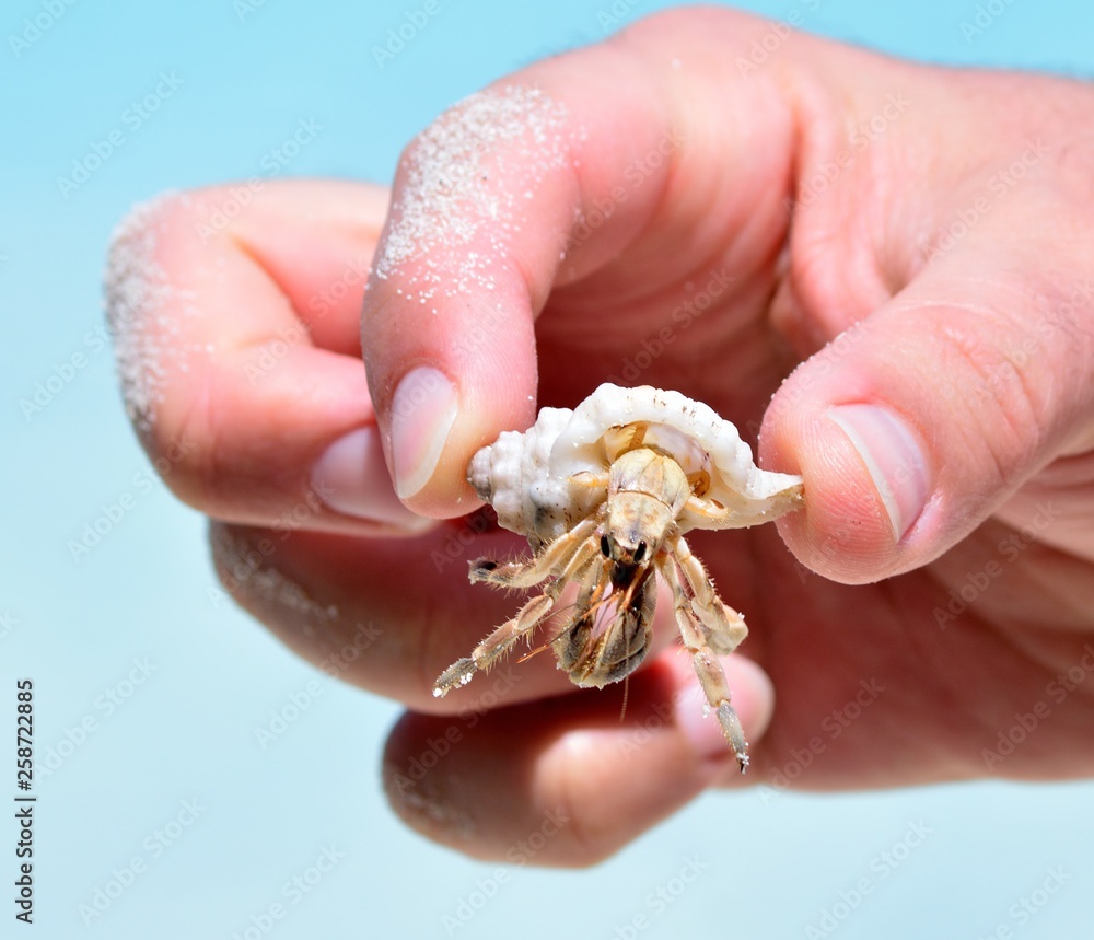 shells on the white sand and birds on the river shells on the white sand and birds on the river