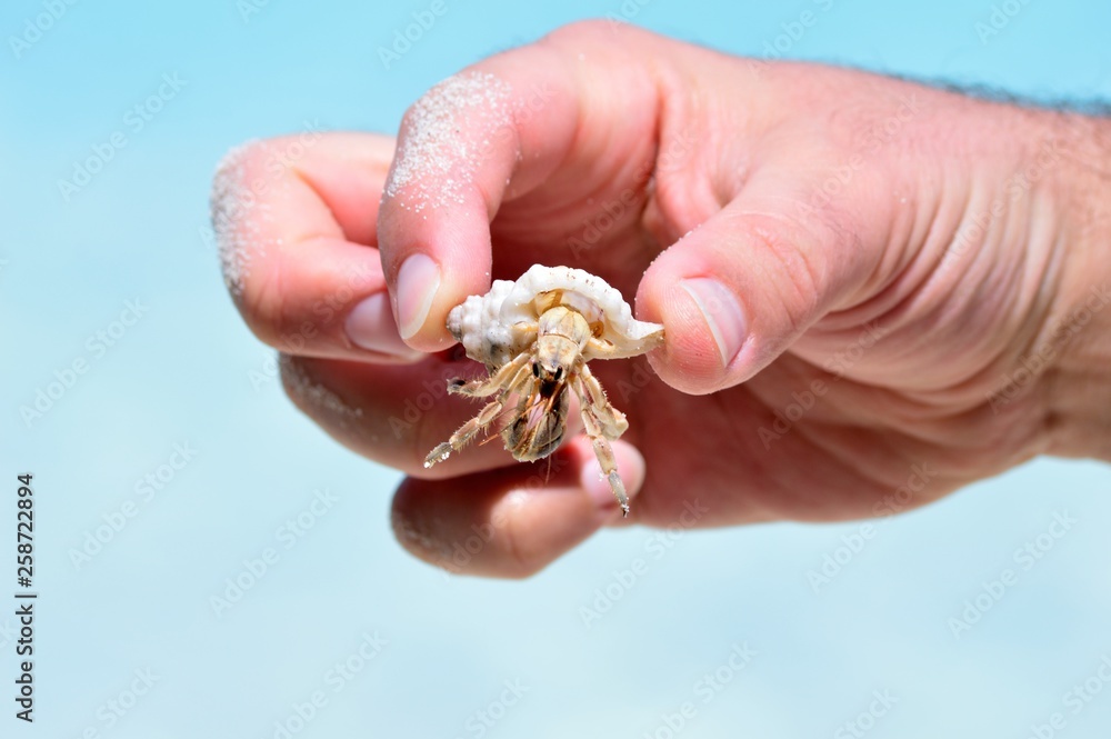 shells on the white sand and birds on the river shells on the white sand and birds on the river