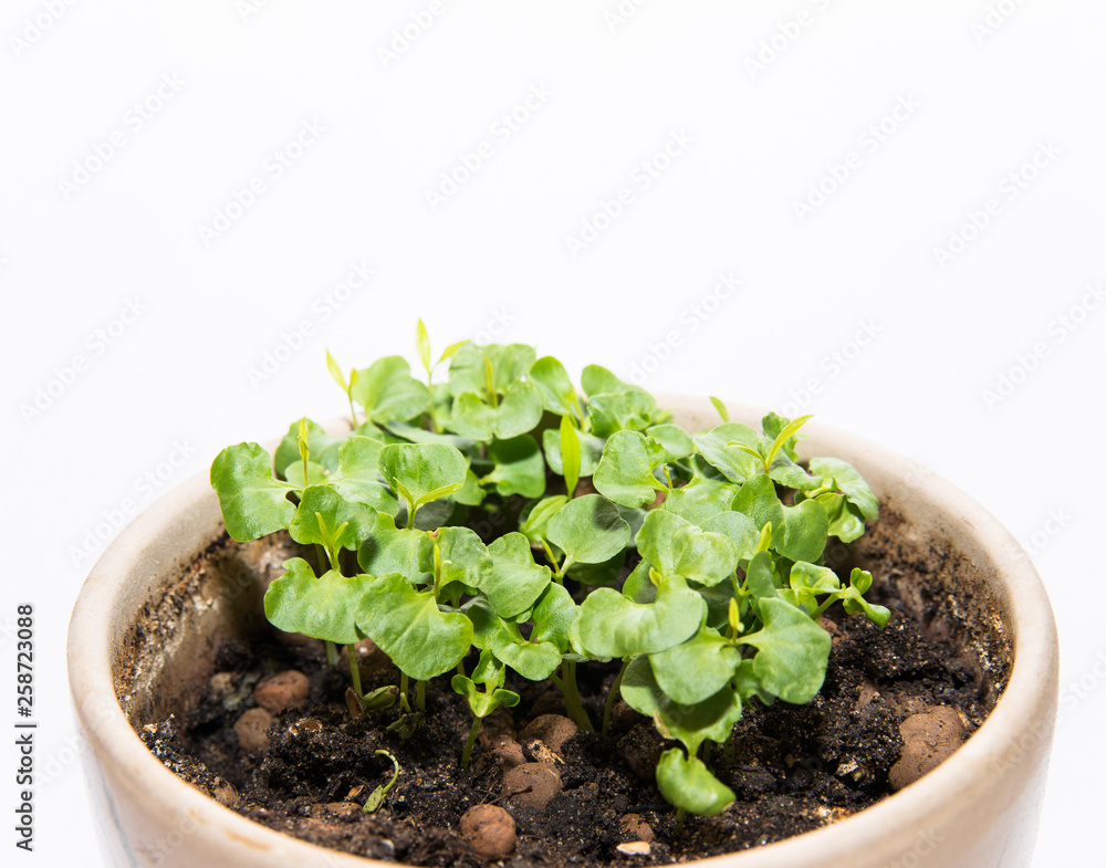 young green shoots for spring seedlings in the garden young green shoots for spring seedlings in the garden