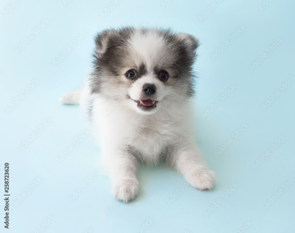 Cute baby pomeranian dog on light blue background for pet health care concept, selective focus