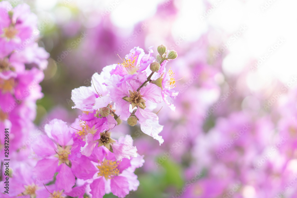 Fototapeta premium Closeup beautiful pink Inthanin flower in the field with sunlight at morning, selective focus