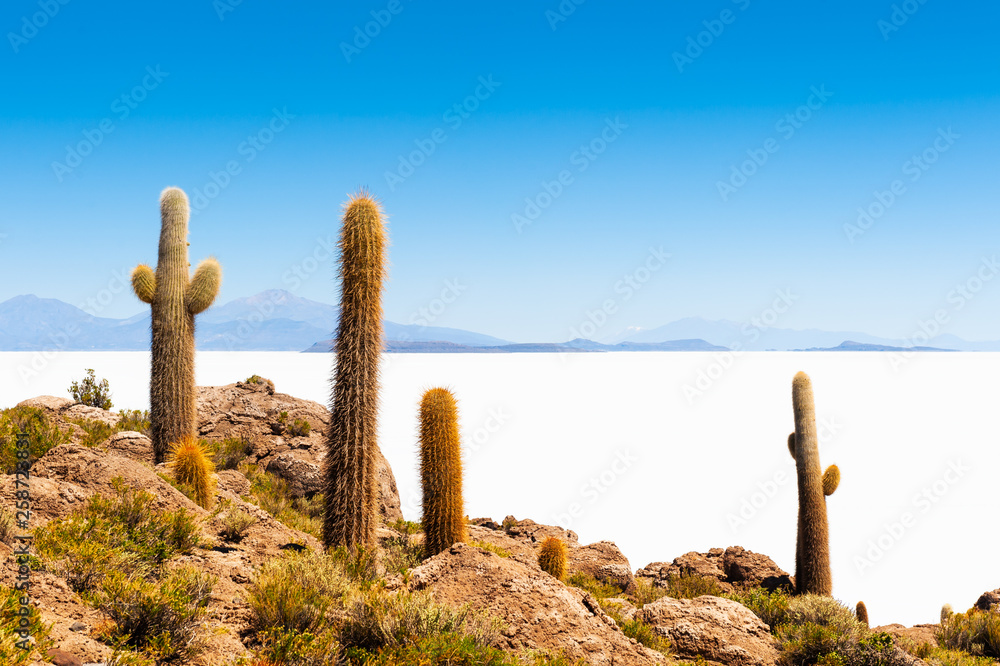 Big cactus on Incahuasi island, Salar de Uyuni salt flat, Bolivia.