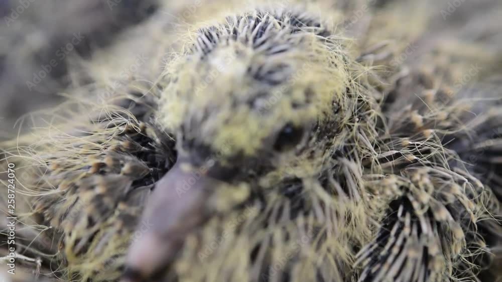 Baby feedlings - Laughing doves (Spilopelia senegalensis) sitting in nest Baby feedlings - Laughing doves (Spilopelia senegalensis) sitting in nest