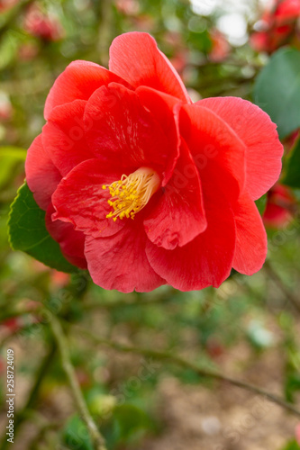 Rote Kamelie (Camellia japonica) im März. Blühende Kamelie. Kamelien im Frühling.