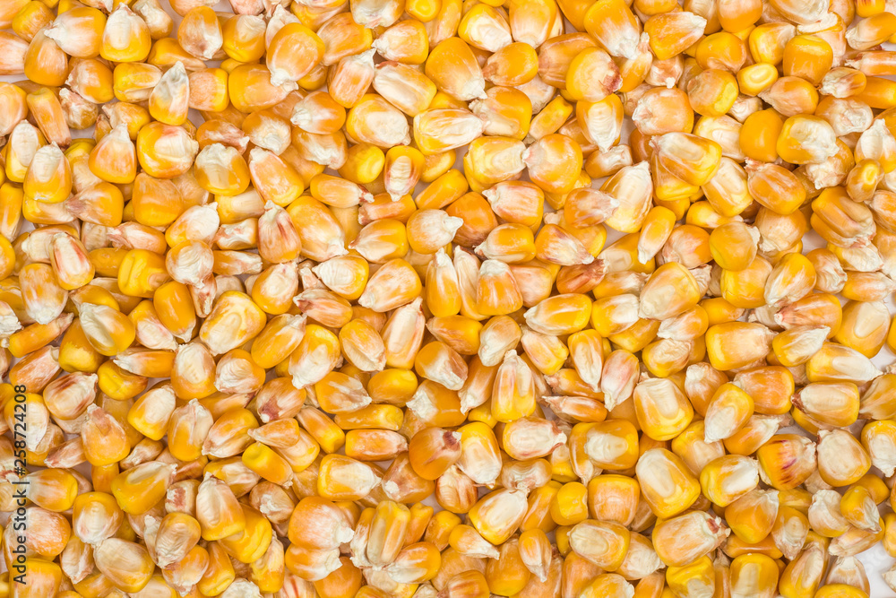 Grains of corn as a background Grains of corn as a background