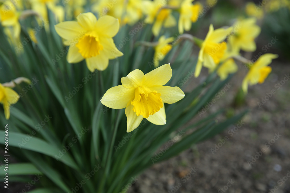 field of yellow daffodils in early spring field of yellow daffodils in early spring