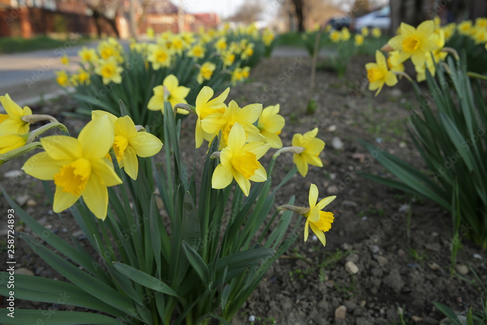 Obraz premium daffodils in the garden