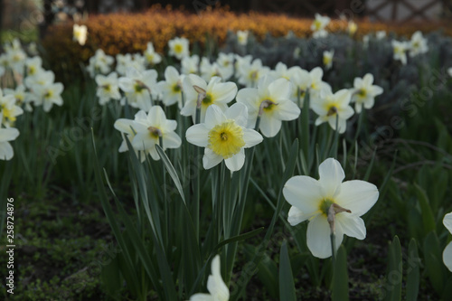 field of daffodils in spring