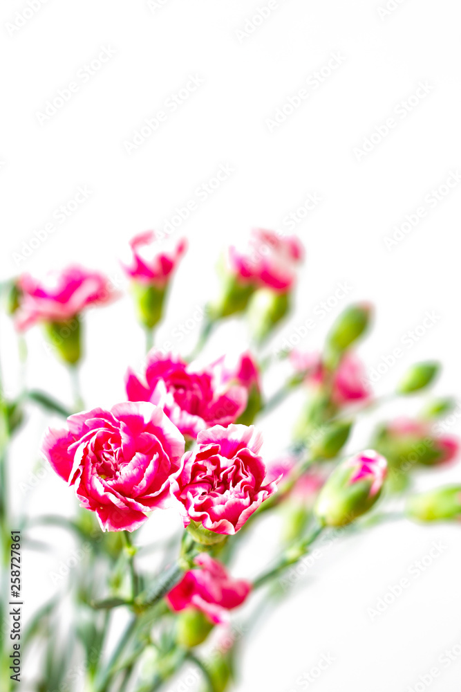 Pink carnation flower bouquet with white background