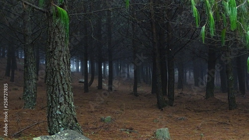 Eerie forest
