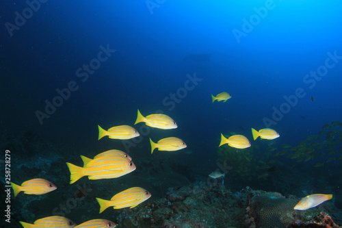 Coral reef and fish underwater  © Richard Carey