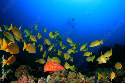 Coral reef and fish underwater 