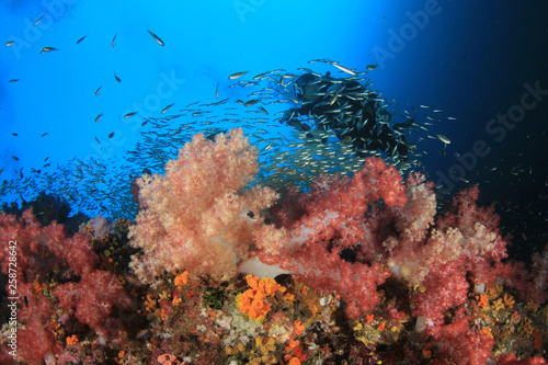 Scuba diving on coral reef in Thailand 